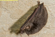 brown bat